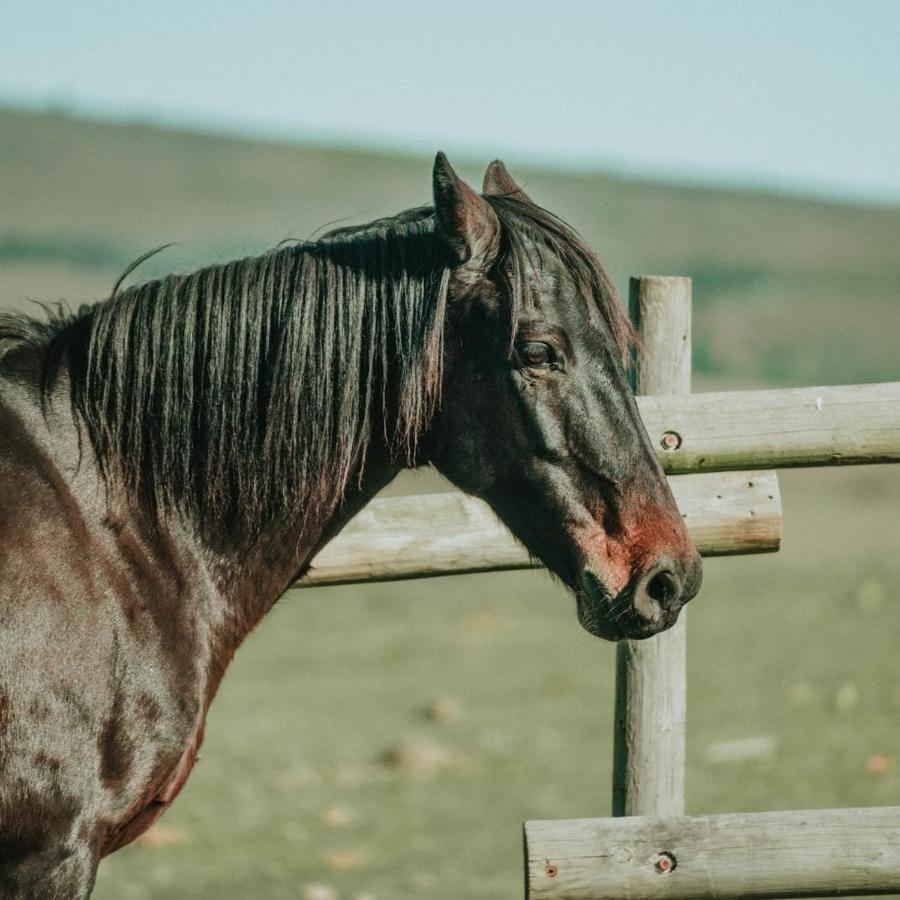 Oudebosch Guest Farm Villa Riversdale Eksteriør billede